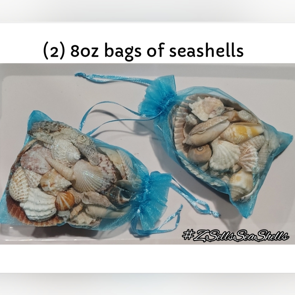(2) 8oz Bags of Personally Hand-collected Seashells